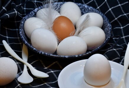 Easter cook yolk photo