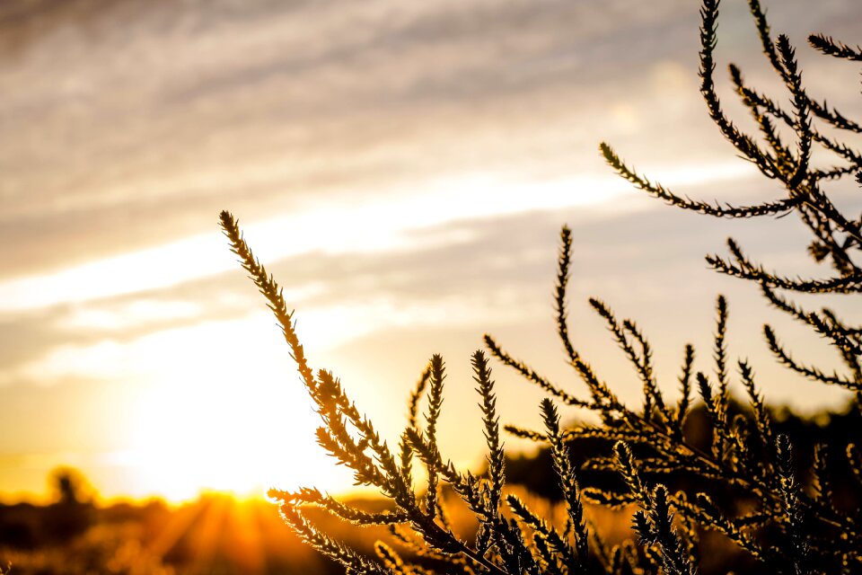 Plants field nature