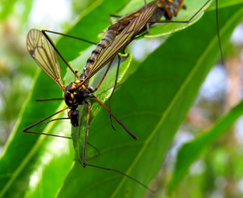 Nephrotoma pratensis Desna4