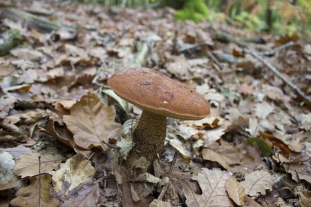 Nature poisonous mushroom amanita photo