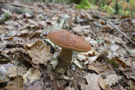 Nature poisonous mushroom amanita