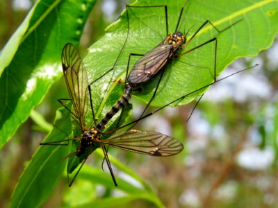 Nephrotoma pratensis Desna1