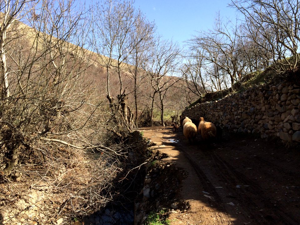 Nature of Kharv - Nishapur - 2014-03-13 - 29