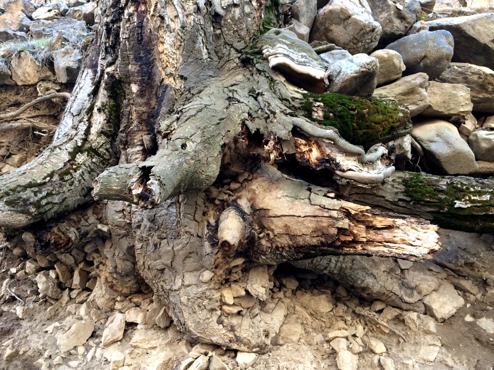 Nature of Kharv - Nishapur - 2014-03-13 - 17