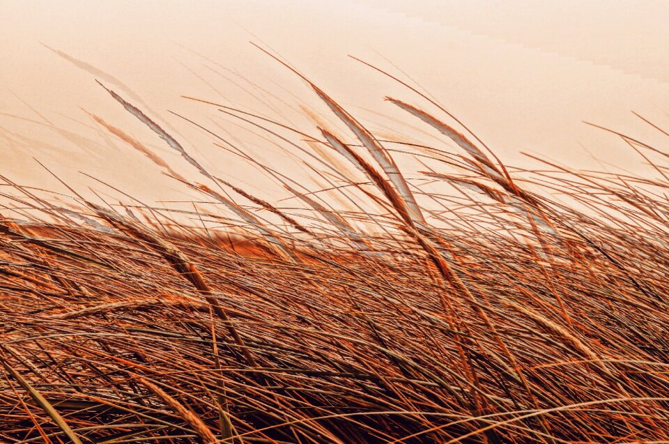 Harvest cereals golden
