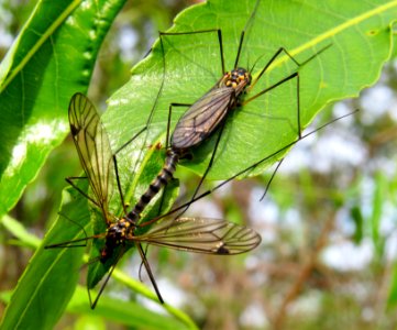 Nephrotoma pratensis Desna2