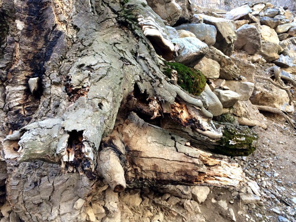 Nature of Kharv - Nishapur - 2014-03-13 - 18