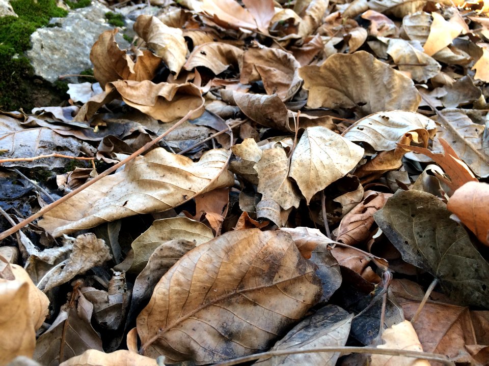 Nature of Kharv - Nishapur - 2014-03-13 - 07