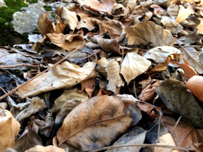 Nature of Kharv - Nishapur - 2014-03-13 - 07