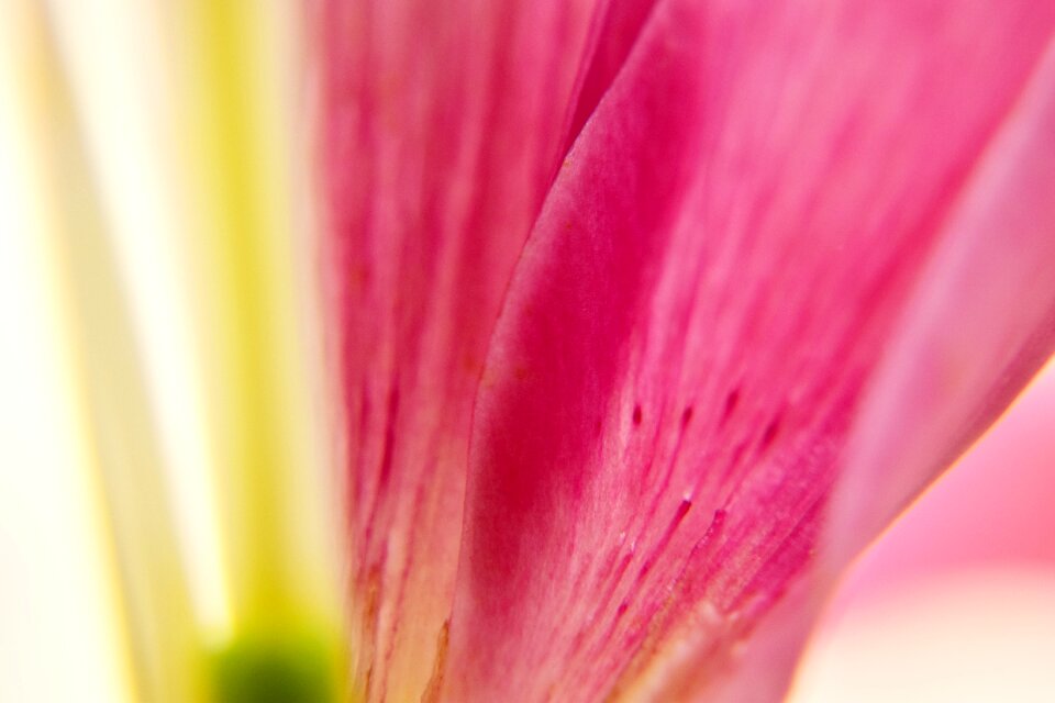 Nature color bloom