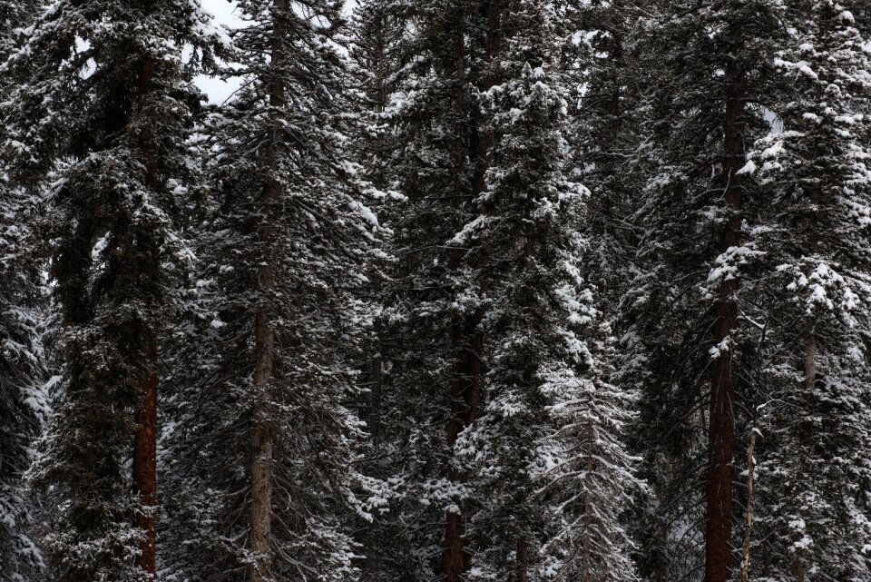 Woods snow cold