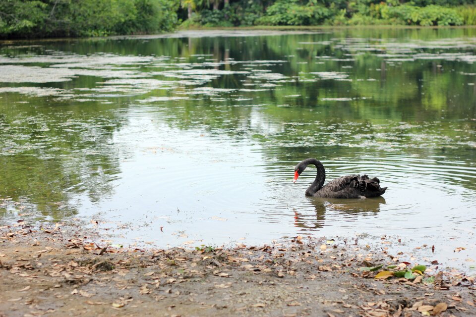 Bird animal tranquil
