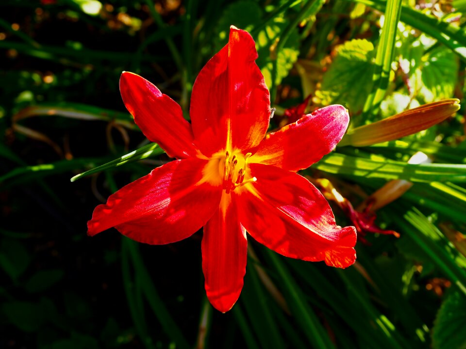 Red park garden