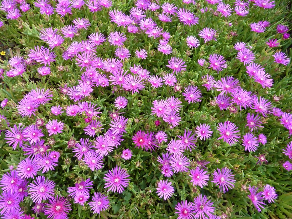 Massif fleuri pink flowers nature