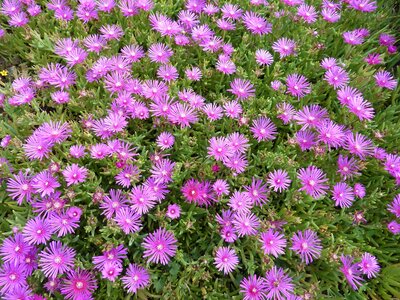 Massif fleuri pink flowers nature