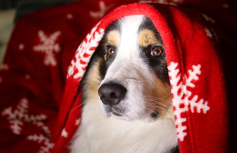 Domestic animal pup christmas