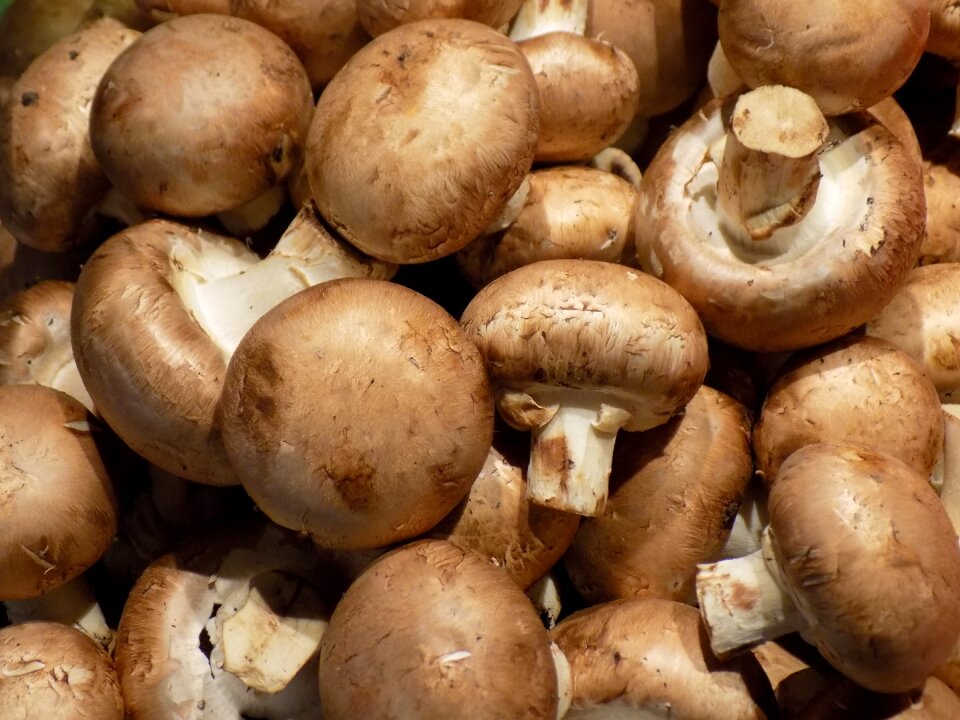 Mushrooms food champignon
