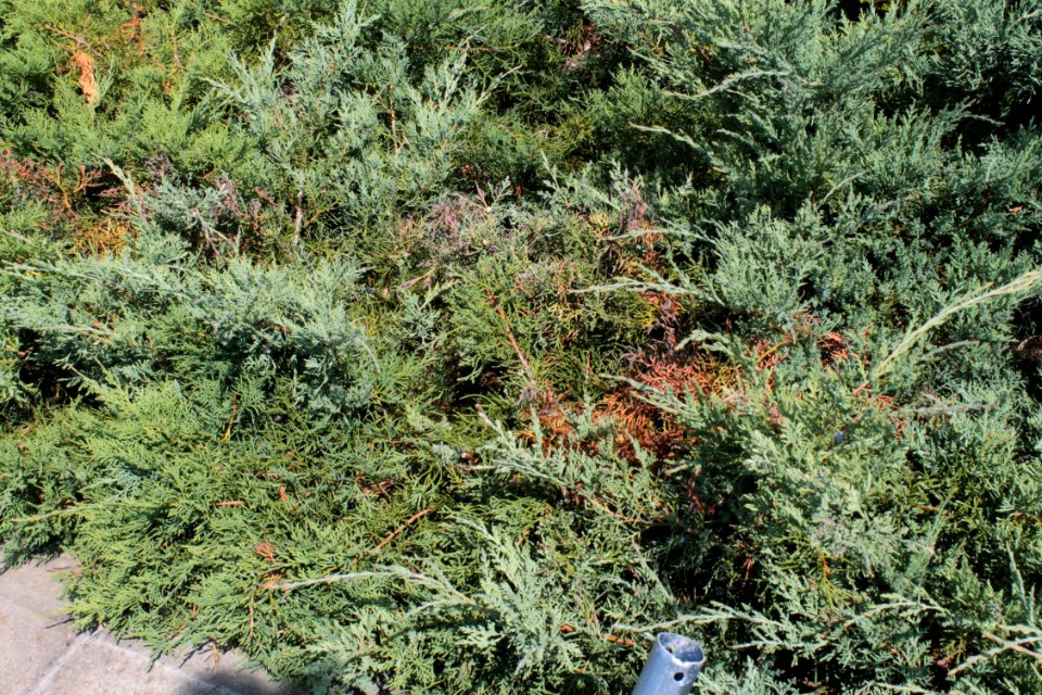 Juniperus 09 05 0296