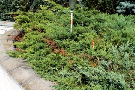 Juniperus 09 05 0298