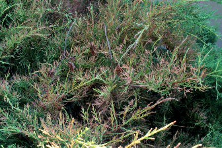 Juniperus 09 05 0319