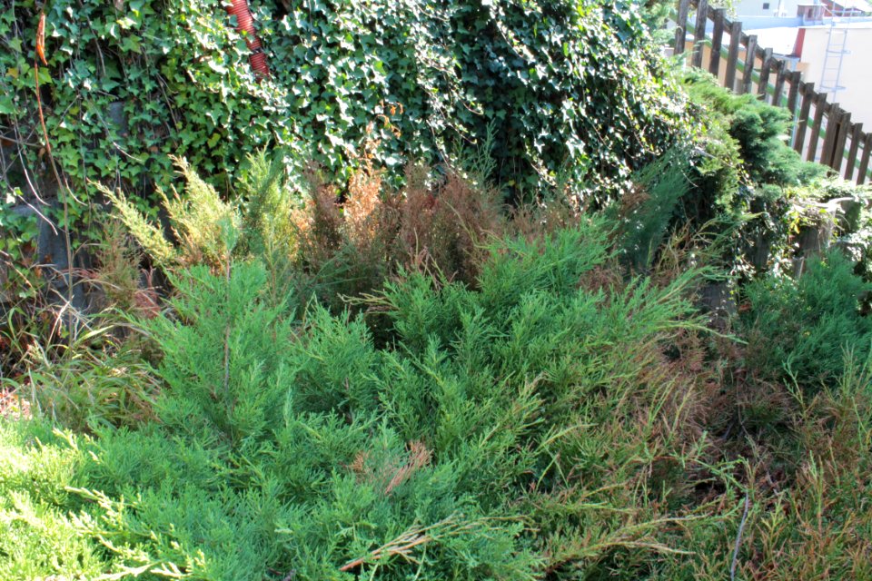 Juniperus 09 05 0315