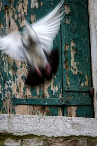 Italy bird travel