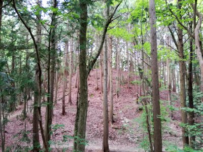 Kōjin'yama Kofun 20210511 01