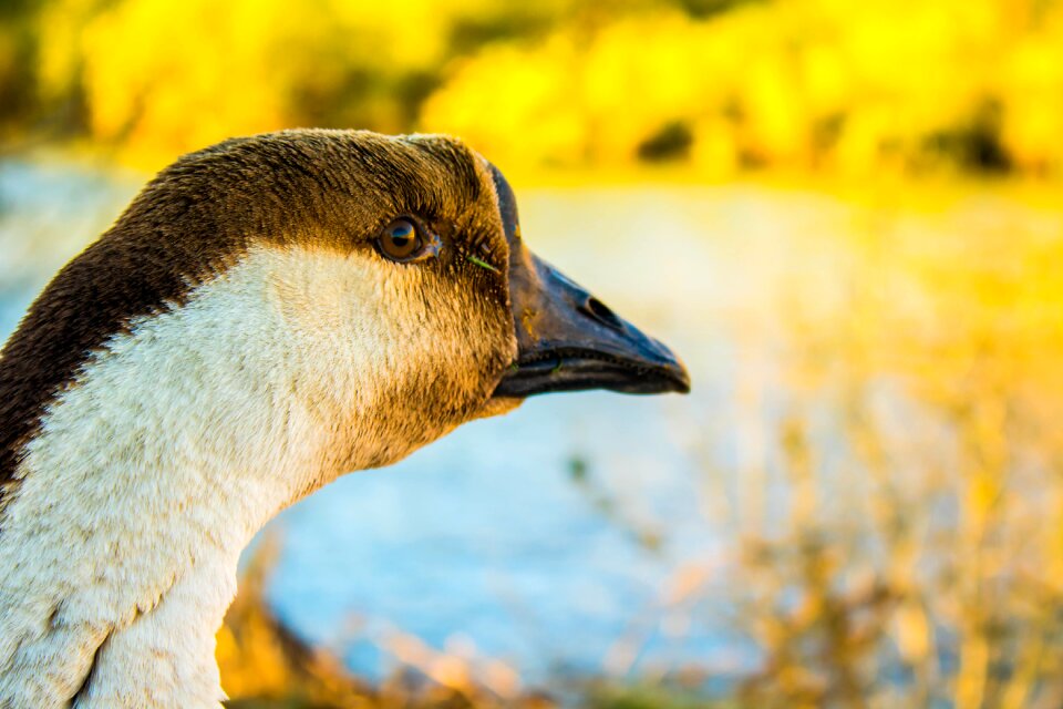 Animal water nature