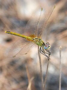 Branch detail winged insect