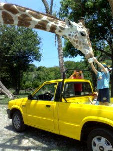 Niño alimenta jirafa en el Zoofari, Cuernavaca, Morelos photo