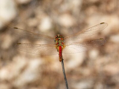 Sympetrum fonscolombii winged insect pixaví
