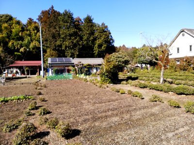 Kabutokake Stone 20210303 01