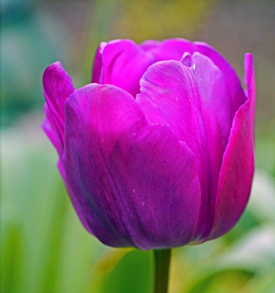 Bloom cup breeding