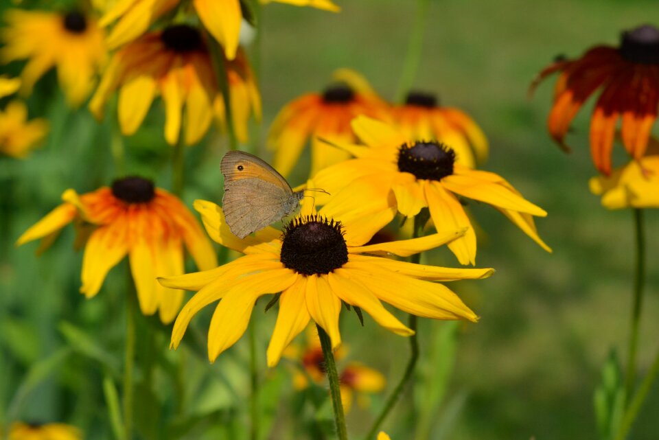 Flowers yellow insect