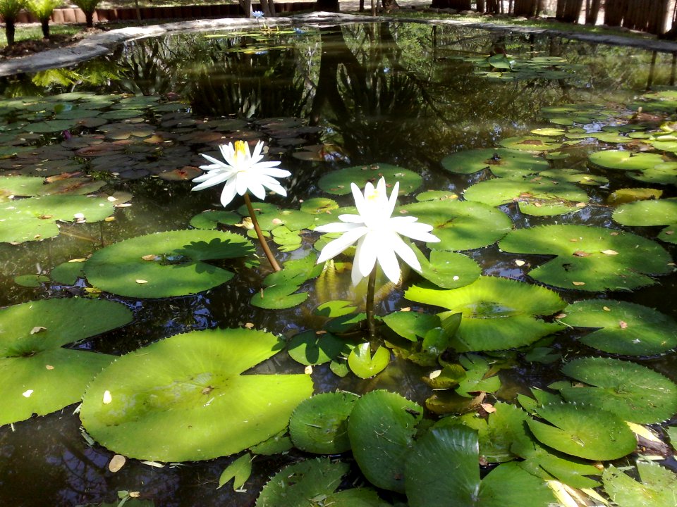 Nenúfares en el Zoofari, Cuernavaca, Morelos