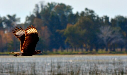 Flight wings fly photo