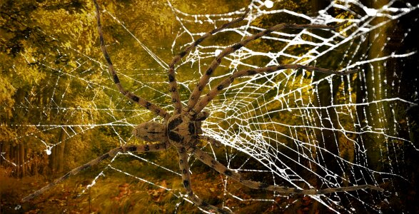 Close up strained networks arachnid