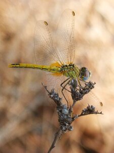 Sympetrum fonscolombii dry flower winged insect