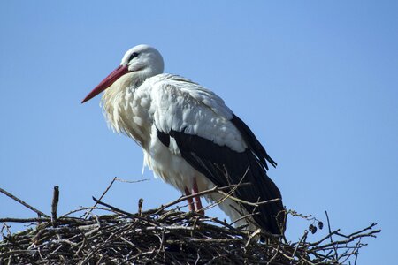 Nature bill stork