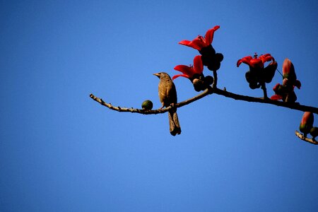 Bird flight fl