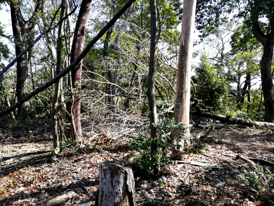 Karayama Kofun 20210310 07