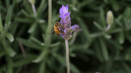 Nature honey garden