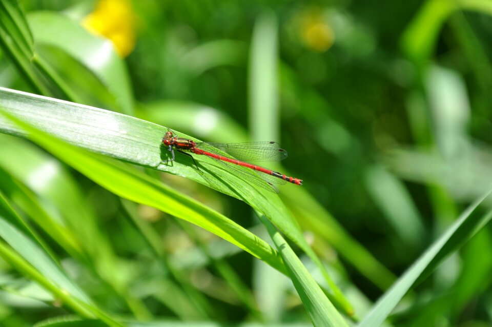 Dragonfly on the grass Free photos