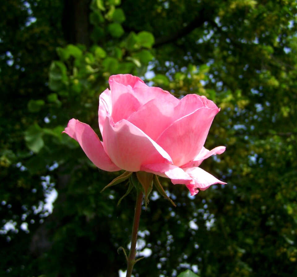 Pink flower garden summer flower