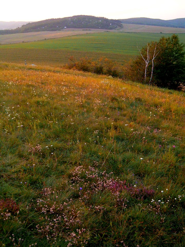 Netopýrky9571