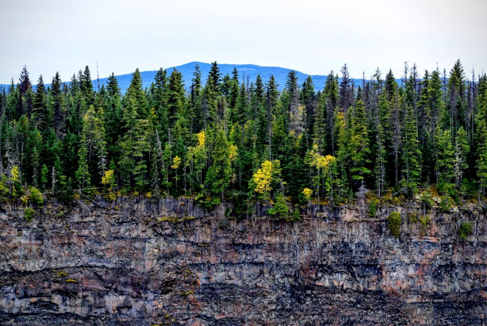 Forest woods landscape