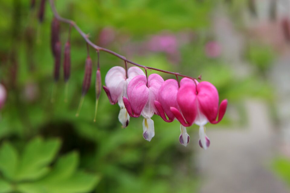 Plants garden flowers