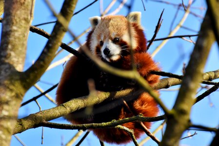 Panda bear mammal wild animal photo