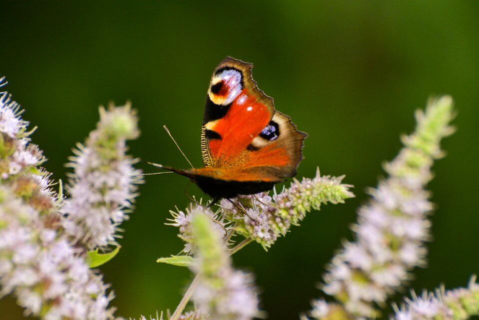Sheet outdoors butterfly