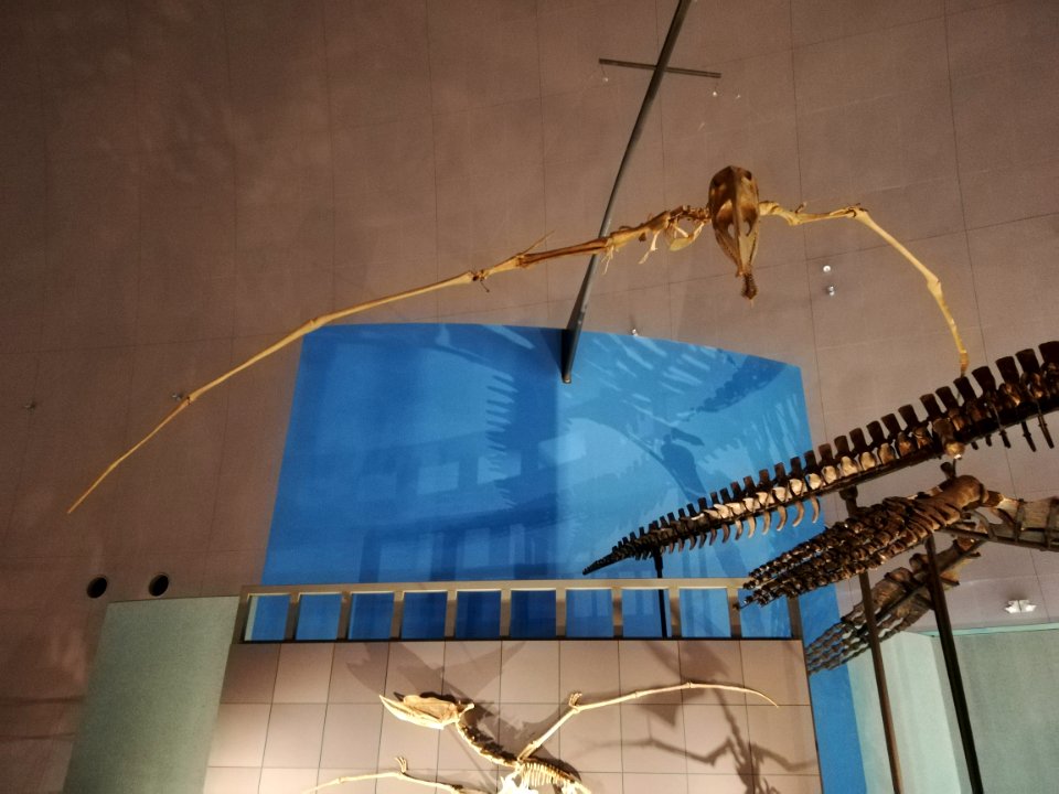 Fukui Prefectural Dinosaur Museum 20210504 41